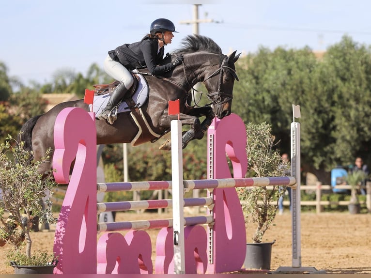 Cavallo sportivo irlandese Giumenta 16 Anni 160 cm Baio nero in Qormi