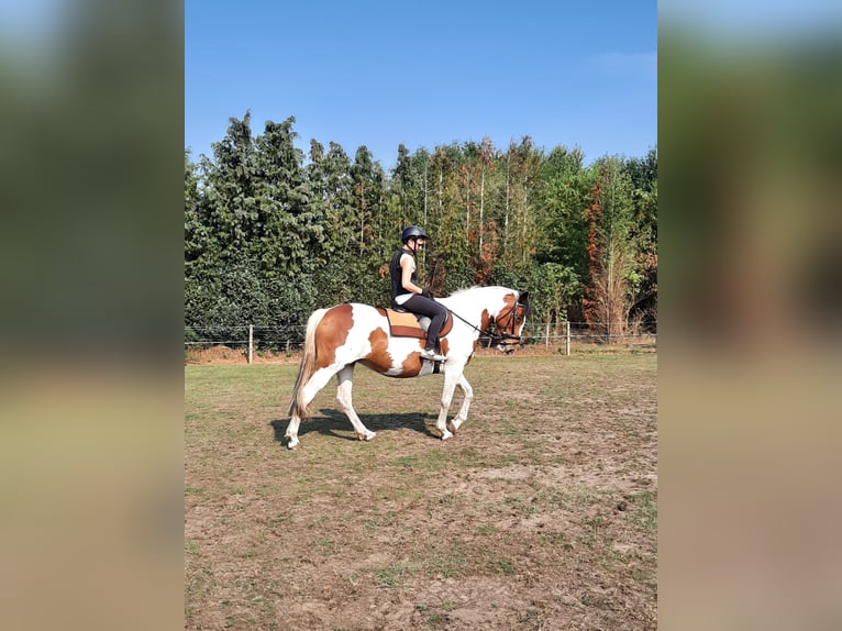 Cavallo sportivo irlandese Giumenta 16 Anni 160 cm Pezzato in Koersel