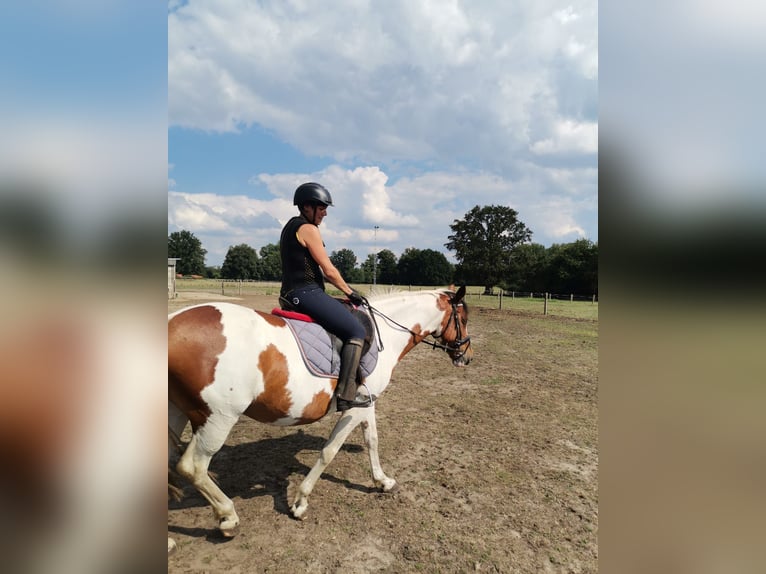 Cavallo sportivo irlandese Giumenta 16 Anni 160 cm Pezzato in Koersel