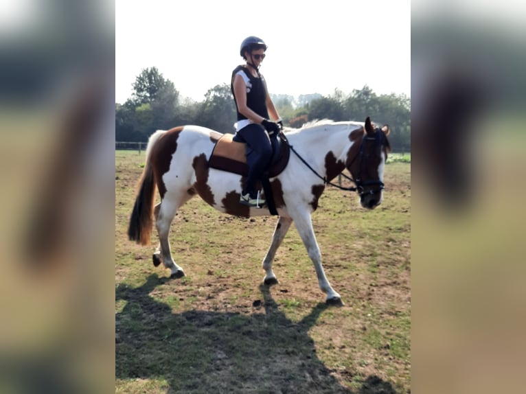 Cavallo sportivo irlandese Giumenta 16 Anni 160 cm Pezzato in Koersel