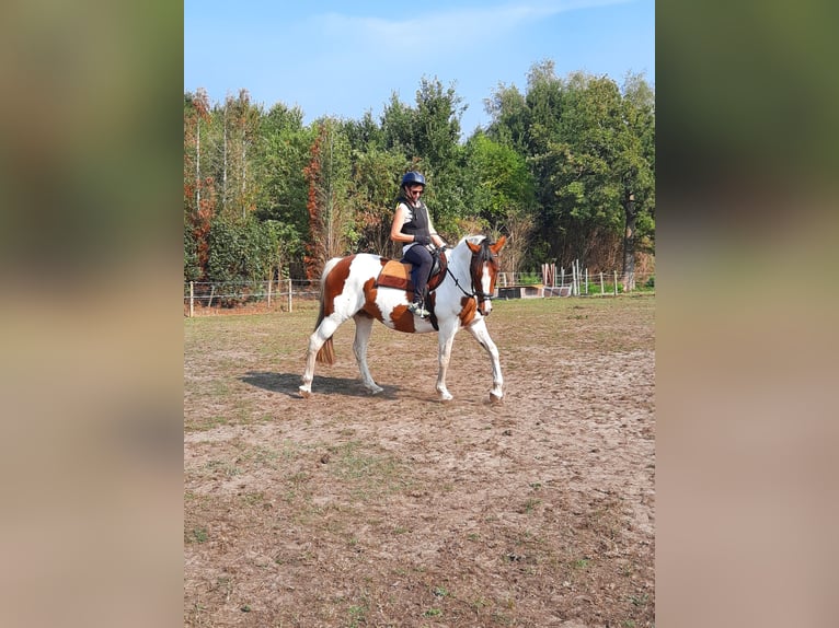 Cavallo sportivo irlandese Giumenta 16 Anni 160 cm Pezzato in Koersel