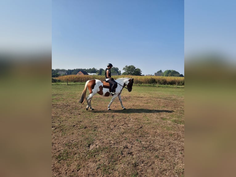 Cavallo sportivo irlandese Giumenta 16 Anni 160 cm Pezzato in Koersel