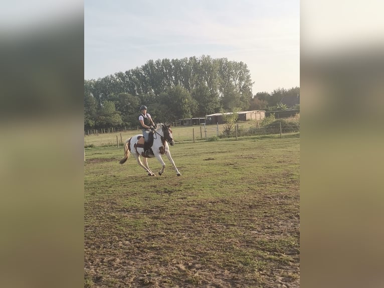 Cavallo sportivo irlandese Giumenta 16 Anni 160 cm Pezzato in Koersel