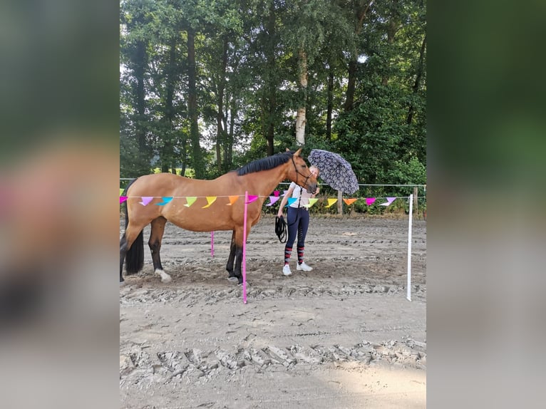 Cavallo sportivo irlandese Giumenta 16 Anni 164 cm in Essen (Oldenburg)
