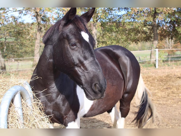 Cavallo sportivo irlandese Giumenta 17 Anni 143 cm Pezzato in Adelsheim