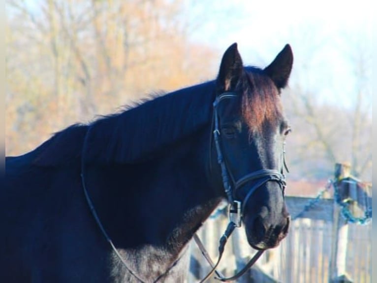 Cavallo sportivo irlandese Giumenta 17 Anni 145 cm Morello in Goldgeben