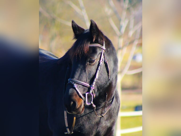 Cavallo sportivo irlandese Giumenta 17 Anni 145 cm Morello in Goldgeben