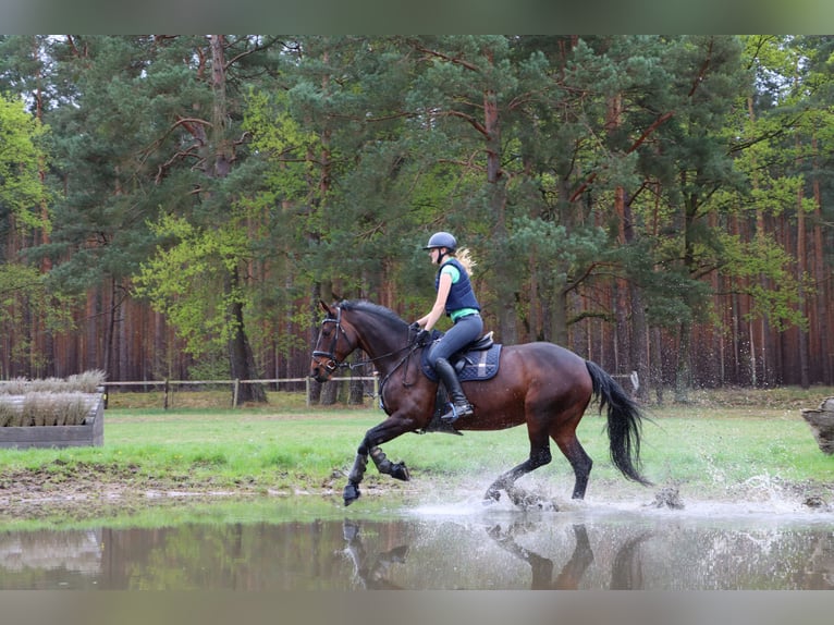 Cavallo sportivo irlandese Giumenta 17 Anni 165 cm Baio in Teupitz