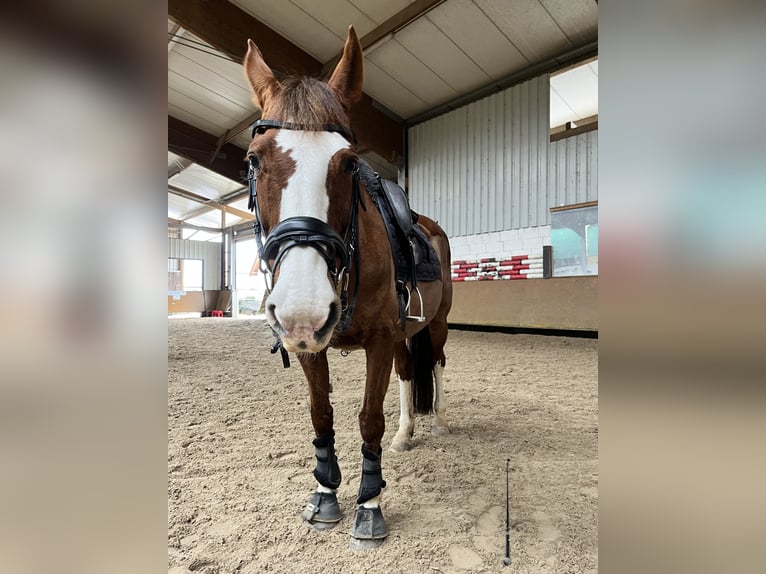 Cavallo sportivo irlandese Giumenta 17 Anni 165 cm Sauro in Schwaigern