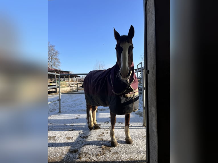 Cavallo sportivo irlandese Giumenta 17 Anni 165 cm Sauro in Schwaigern