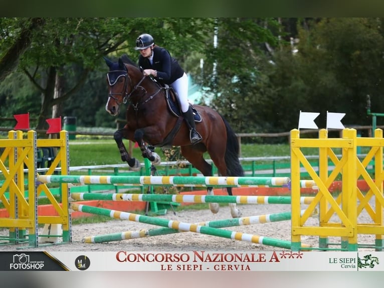 Cavallo sportivo irlandese Giumenta 17 Anni 167 cm Baio in Codrignano, Borgo Tossignano