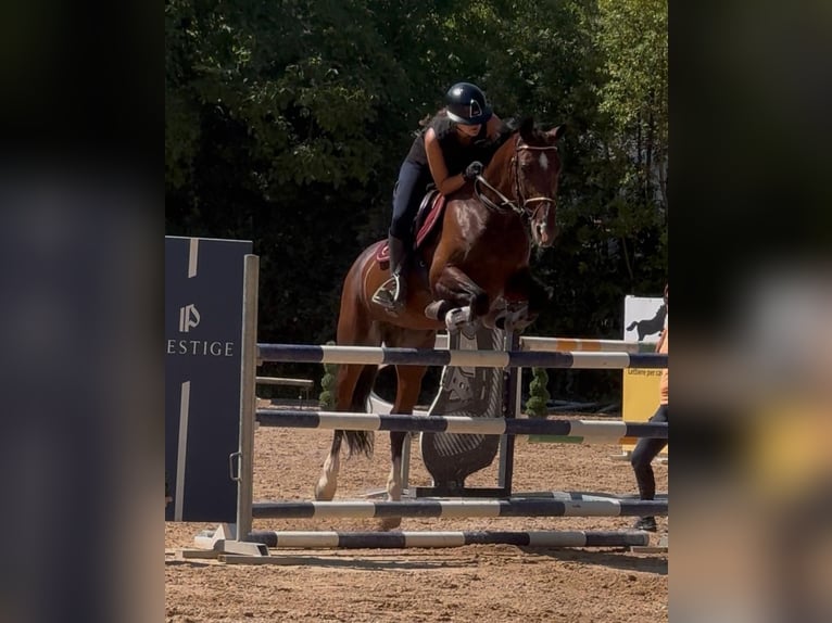 Cavallo sportivo irlandese Giumenta 17 Anni 167 cm Baio in Codrignano, Borgo Tossignano
