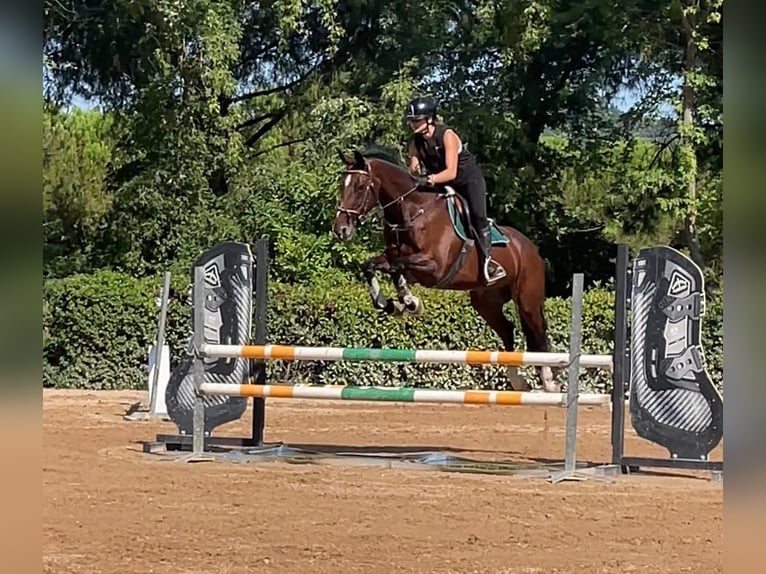 Cavallo sportivo irlandese Giumenta 17 Anni 167 cm Baio in Codrignano, Borgo Tossignano