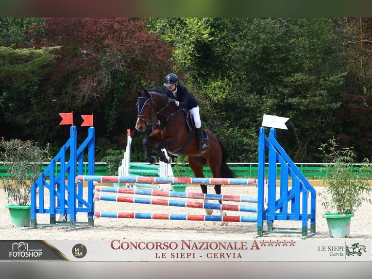 Cavallo sportivo irlandese Giumenta 17 Anni 167 cm Baio in Codrignano, Borgo Tossignano
