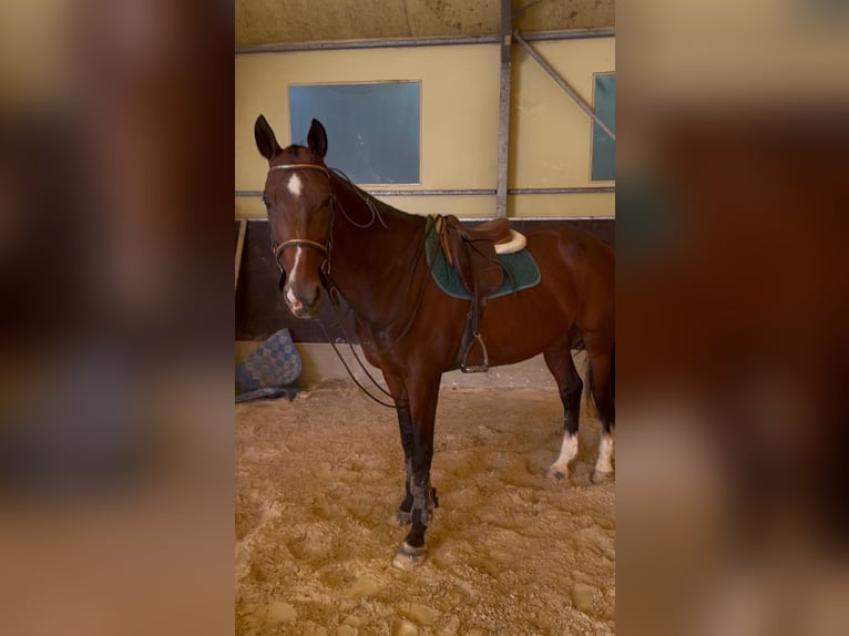 Cavallo sportivo irlandese Giumenta 17 Anni 167 cm Baio in Codrignano, Borgo Tossignano