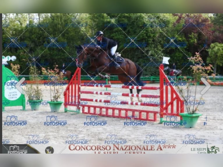 Cavallo sportivo irlandese Giumenta 17 Anni 167 cm Baio in Codrignano, Borgo Tossignano