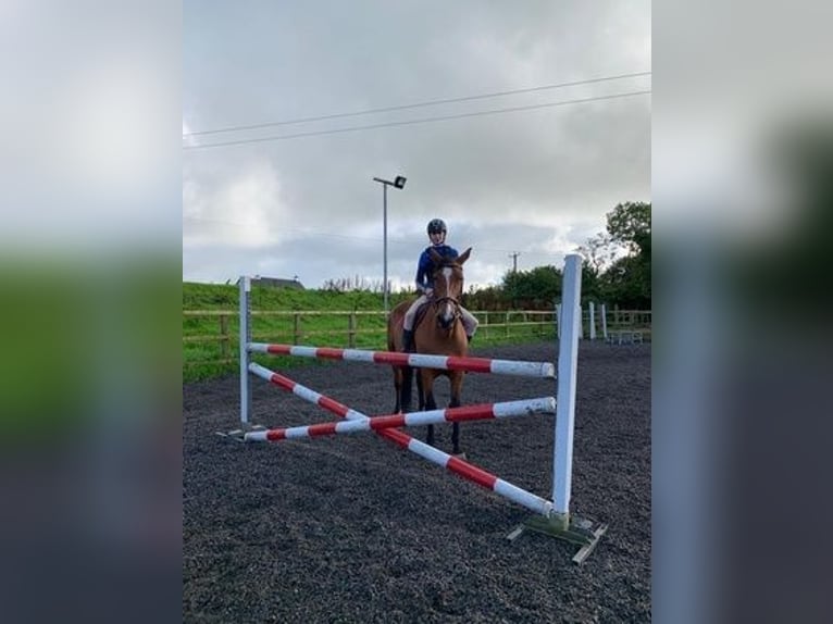 Cavallo sportivo irlandese Giumenta 17 Anni 168 cm Baio ciliegia in Letterkenny