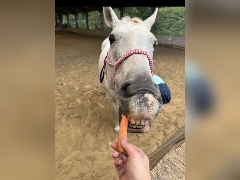 Cavallo sportivo irlandese Giumenta 18 Anni 169 cm Grigio in Remscheid