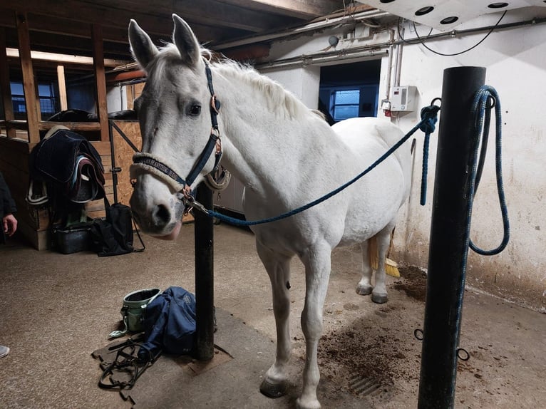 Cavallo sportivo irlandese Giumenta 19 Anni Grigio in Pöllau