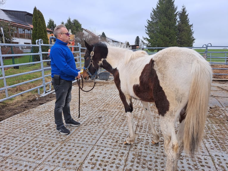 Cavallo sportivo irlandese Mix Giumenta 1 Anno 130 cm Pezzato in Legau