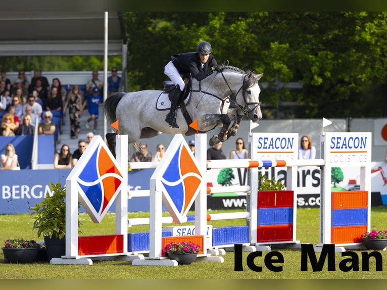 Cavallo sportivo irlandese Giumenta 1 Anno 166 cm Baio ciliegia in Clonmellon