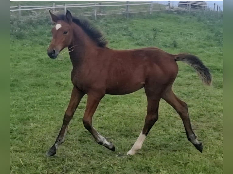 Cavallo sportivo irlandese Giumenta 1 Anno 166 cm Baio ciliegia in Clonmellon