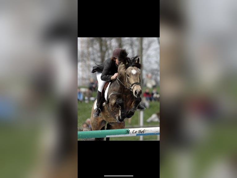 Cavallo sportivo irlandese Giumenta 1 Anno Falbo in Westmeath