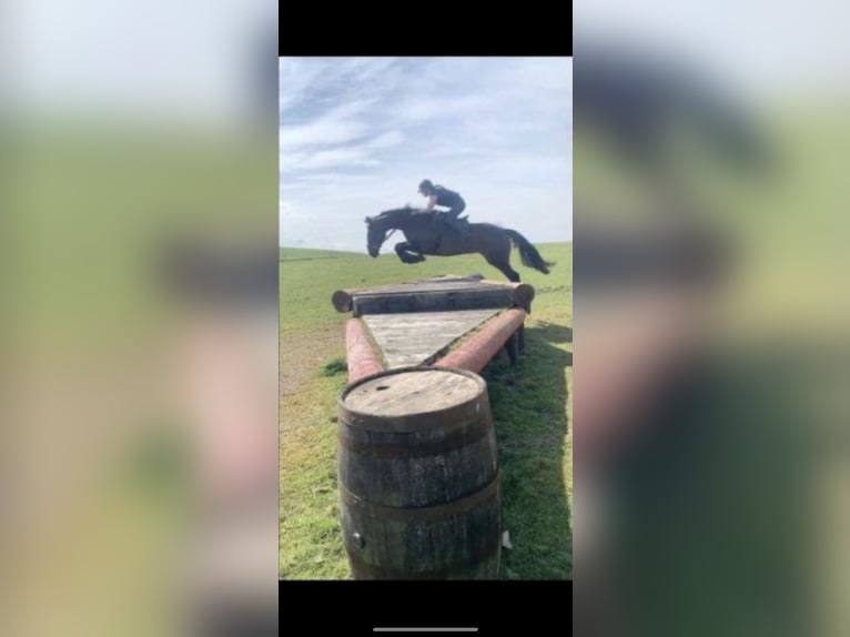 Cavallo sportivo irlandese Giumenta 1 Anno Falbo in Westmeath