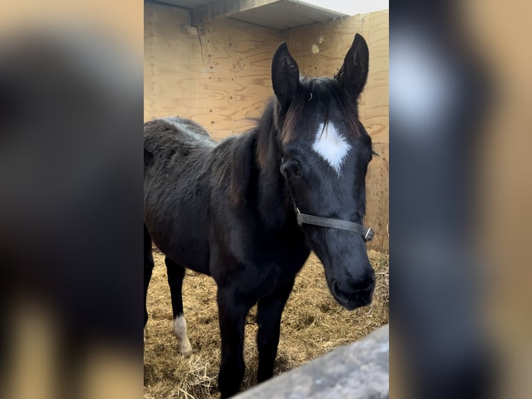 Cavallo sportivo irlandese Giumenta 1 Anno Morello in Pembrokeshire