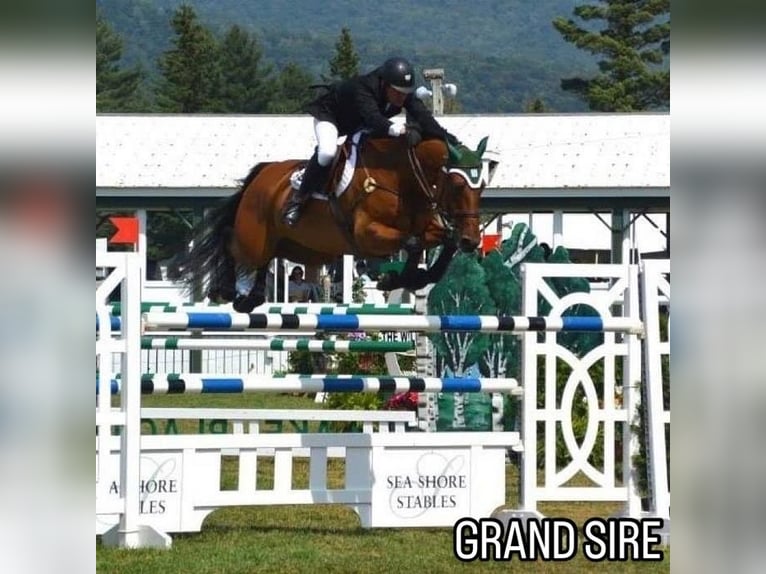 Cavallo sportivo irlandese Giumenta 1 Anno Morello in Pembrokeshire