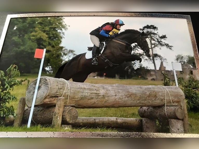 Cavallo sportivo irlandese Giumenta 1 Anno Morello in Pembrokeshire