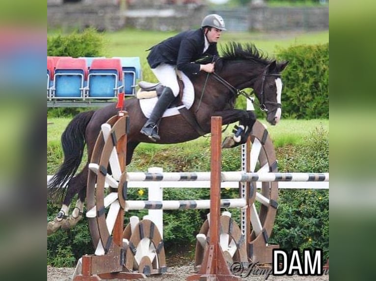 Cavallo sportivo irlandese Giumenta 1 Anno Morello in Pembrokeshire