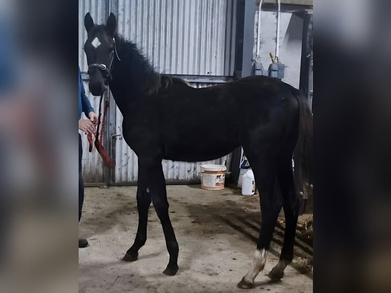 Cavallo sportivo irlandese Giumenta 1 Anno Morello in Pembrokeshire