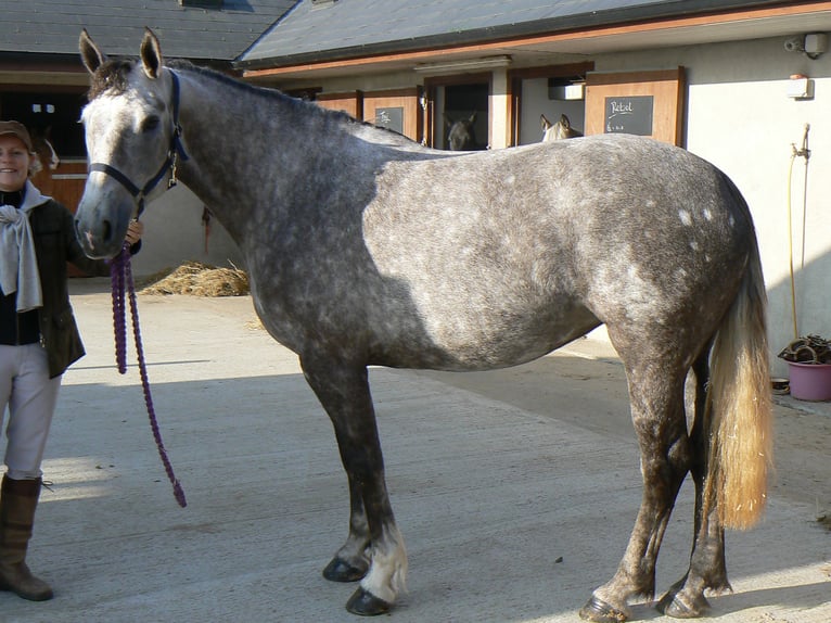 Cavallo sportivo irlandese Giumenta 22 Anni 162 cm Grigio in Schierensee