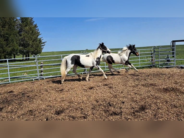 Cavallo sportivo irlandese Mix Giumenta 2 Anni 135 cm Pezzato in Legau