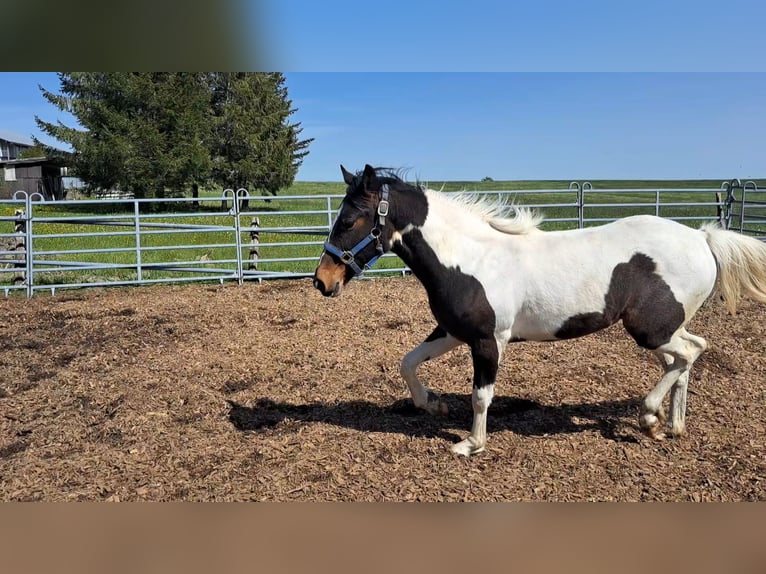 Cavallo sportivo irlandese Mix Giumenta 2 Anni 135 cm Pezzato in Legau