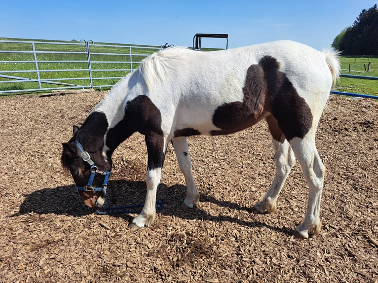 Cavallo sportivo irlandese Mix Giumenta 2 Anni 135 cm Pezzato in Legau