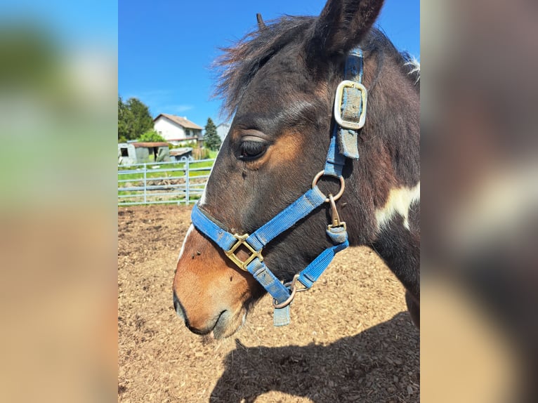 Cavallo sportivo irlandese Mix Giumenta 2 Anni 135 cm Pezzato in Legau