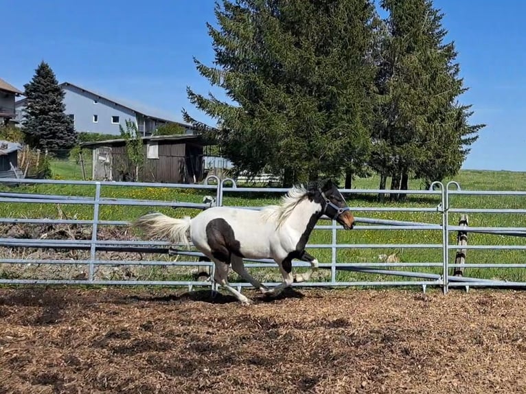 Cavallo sportivo irlandese Mix Giumenta 2 Anni 135 cm Pezzato in Legau