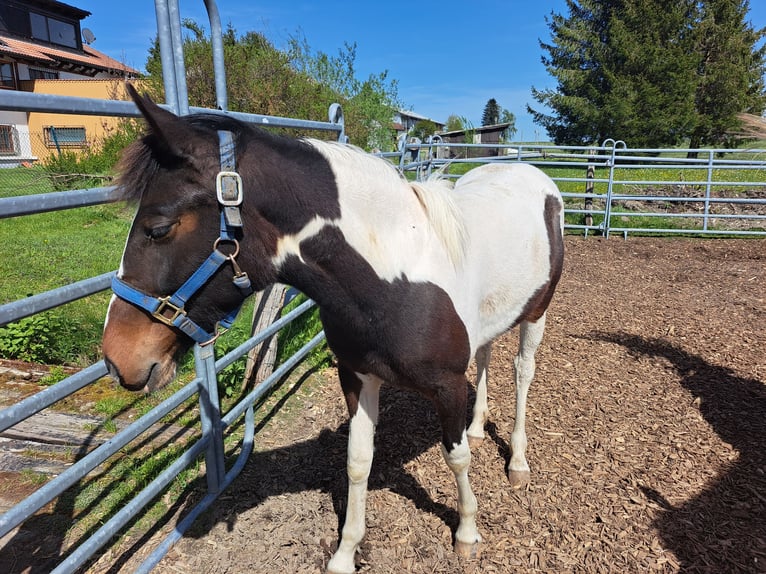 Cavallo sportivo irlandese Mix Giumenta 2 Anni 135 cm Pezzato in Legau