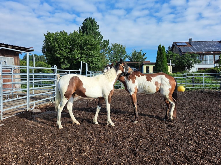 Cavallo sportivo irlandese Mix Giumenta 2 Anni 135 cm Pezzato in Legau