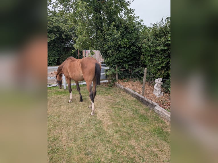 Cavallo sportivo irlandese Mix Giumenta 2 Anni 163 cm Baio ciliegia in Newark