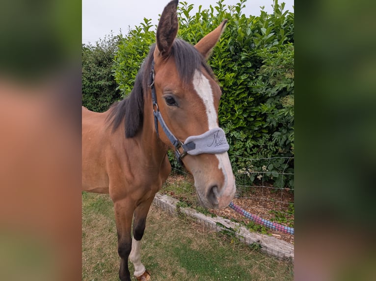 Cavallo sportivo irlandese Mix Giumenta 2 Anni 163 cm Baio ciliegia in Newark