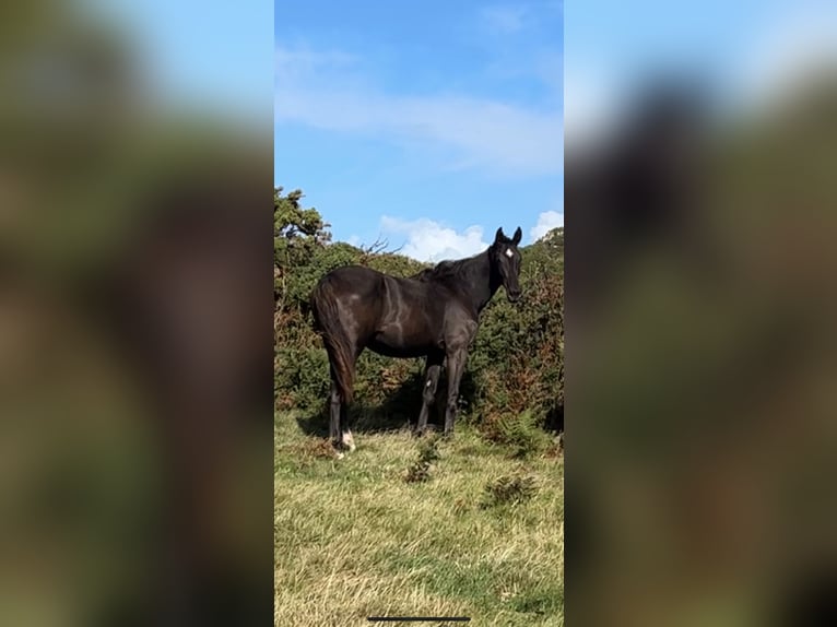 Cavallo sportivo irlandese Giumenta 2 Anni 168 cm Morello in Pembrokeshire