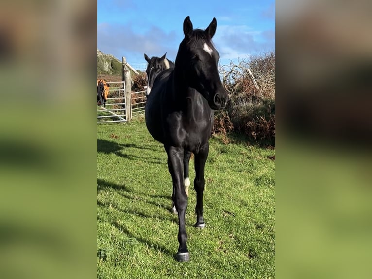 Cavallo sportivo irlandese Giumenta 2 Anni 168 cm Morello in Pembrokeshire