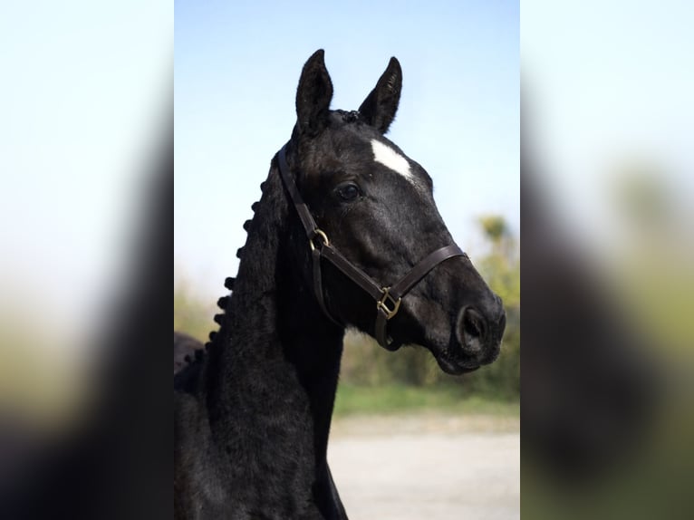 Cavallo sportivo irlandese Giumenta 2 Anni 168 cm Morello in Pembrokeshire