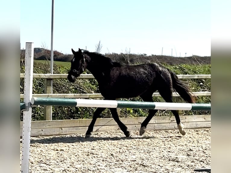 Cavallo sportivo irlandese Giumenta 2 Anni 168 cm Morello in Pembrokeshire