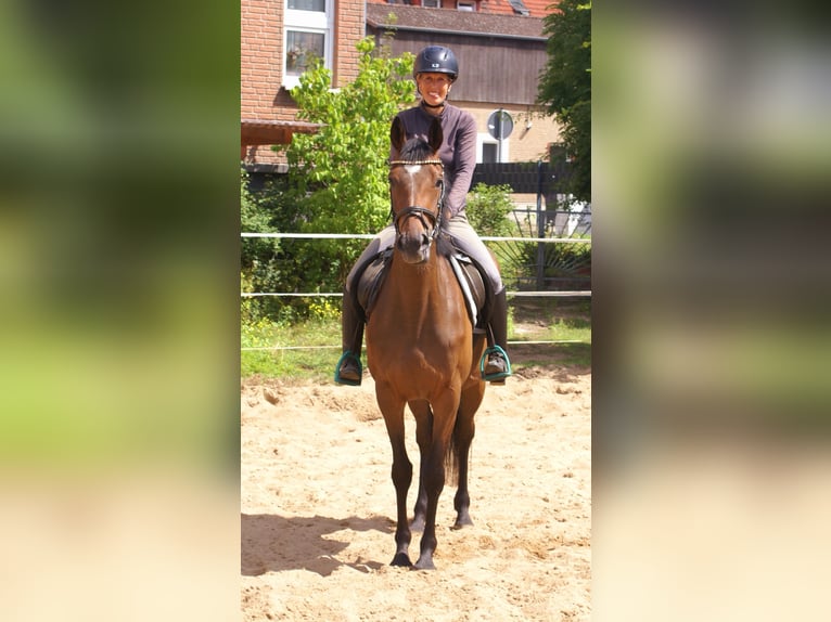 Cavallo sportivo irlandese Giumenta 3 Anni 152 cm Baio in Velpke
