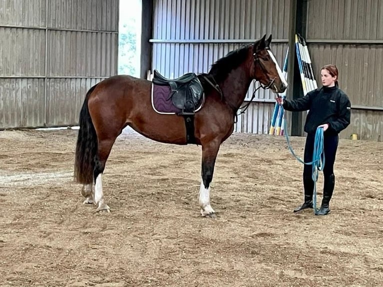 Cavallo sportivo irlandese Giumenta 3 Anni 155 cm Baio ciliegia in Kerry