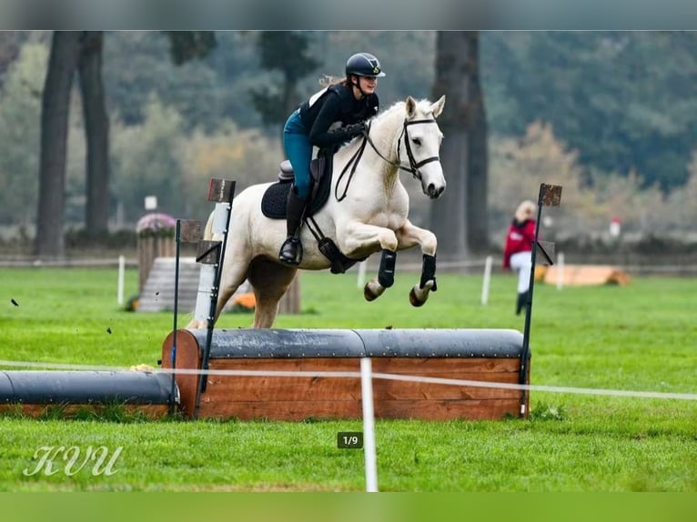 Cavallo sportivo irlandese Giumenta 3 Anni 157 cm Palomino in Ninove